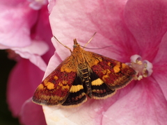 Pyrausta aurata