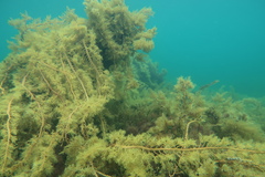 Cystophora moniliformis