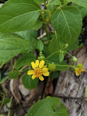 Wollastonia biflora