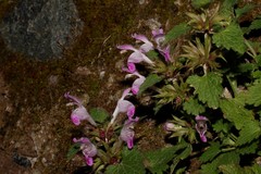 Lamium garganicum striatum