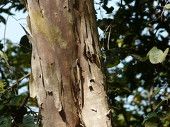 Lagerstroemia microcarpa