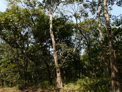 Lagerstroemia microcarpa