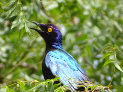 Purple Starling photo 5