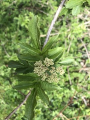 Sambucus nigra