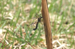 Dictenidia bimaculata