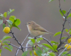 Phylloscopus sindianus lorenzii