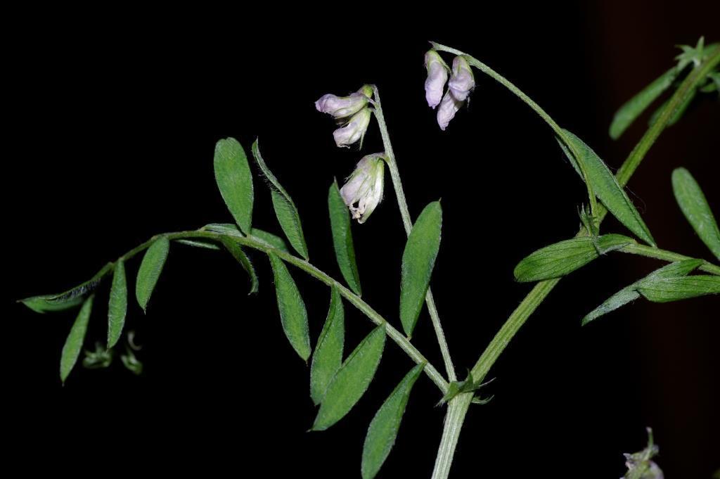 Veza de flor blanca