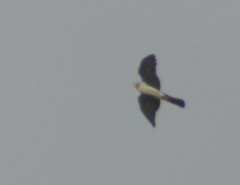 Accipiter brevipes
