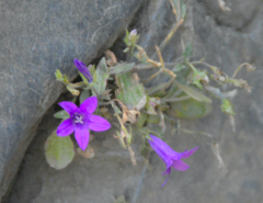 Campanula saxifraga