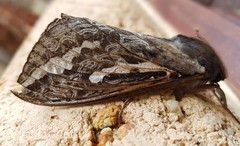 Abantiades argentata