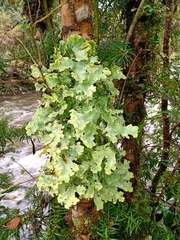 Pseudocyphellaria glabra
