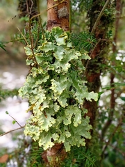 Pseudocyphellaria glabra