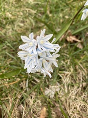 Puschkinia