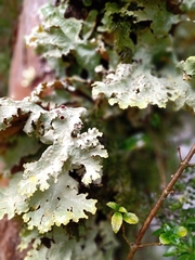 Pseudocyphellaria glabra