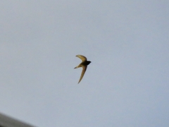 Apus pallidus