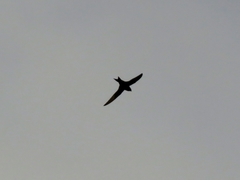 Apus pallidus