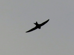 Apus pallidus