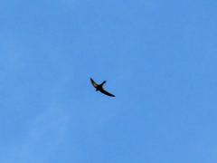 Apus pallidus