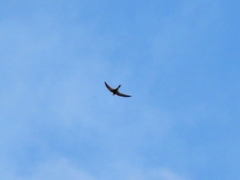 Apus pallidus