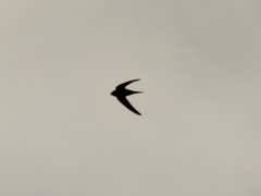 Apus pallidus