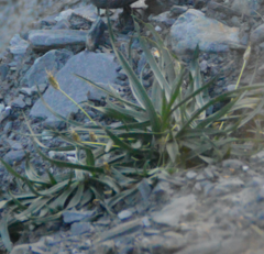 Plantago caucasica