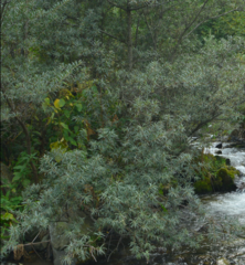 Salix eleagnos