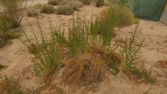 Artemisia scoparia