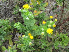 Euryops algoensis