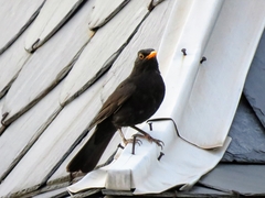 Turdus merula