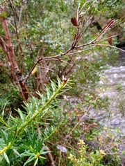Podocarpus nubigenus