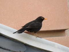 Turdus merula
