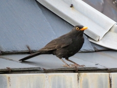 Turdus merula