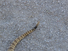 Crotalus stephensi