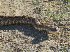 Crotalus stephensi