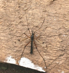 Dictenidia bimaculata
