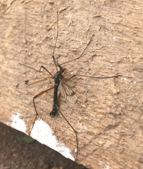 Dictenidia bimaculata