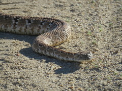 Crotalus stephensi