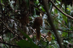 Batrachostomus hodgsoni