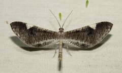 Macrosoma heliconiaria