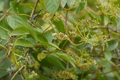 Viburnum triphyllum