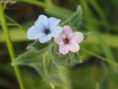 Alkanna strigosa