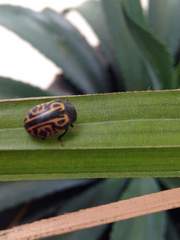 Calligrapha mexicana
