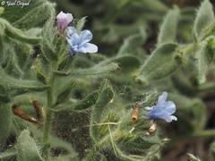Alkanna strigosa