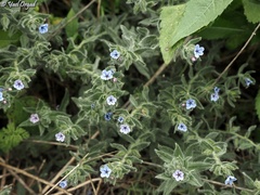 Alkanna strigosa