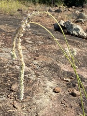 Cyphocarpa angustifolia