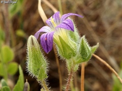 Campanula hierosolymitana