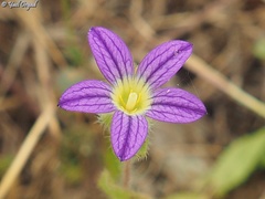Campanula hierosolymitana