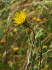 Catananche lutea