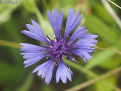 Centaurea cyanoides