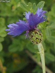 Centaurea cyanoides